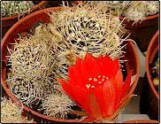Photo of Entretien de la plante Echinopsis schieliana ou Lobivia schieliana