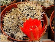 Photo of Entretien de la plante Echinopsis schieliana ou Lobivia schieliana