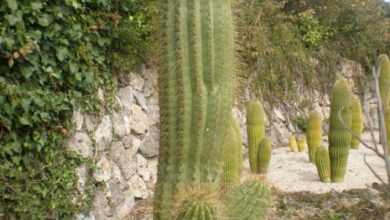 Photo of Entretien de la plante Echinopsis tarijensis ou Poco