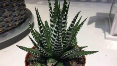 Photo of Entretien de la plante Haworthia herbacea ou Aloe herbacea