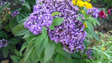 Photo of Entretien de la plante Heliotropium peruvianum ou Heliotrope