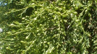 Photo of Entretien de la plante Juniperus thurifera ou Sabina albar
