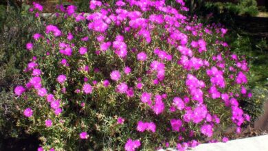 Photo of Entretien de la plante Lampranthus multiradiatus ou Rayito de sol