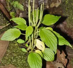 Photo of Entretien de la plante Mahonia aquifolium, Palo amarillo ou Uva de Oregon