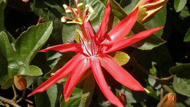 Photo of Entretien de la plante Passiflora vitifolia ou Granadilla de monte