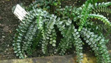 Photo of Entretien de la plante Pellaea rotundifolia, Pelea ou Button fern