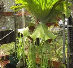 Photo of Entretien de la plante Platycerium, Platicerio ou Elk Horn