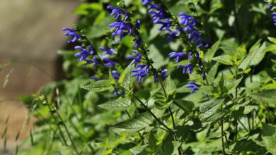 Photo of Entretien de la plante Salvia guaranitica ou Salvia azul