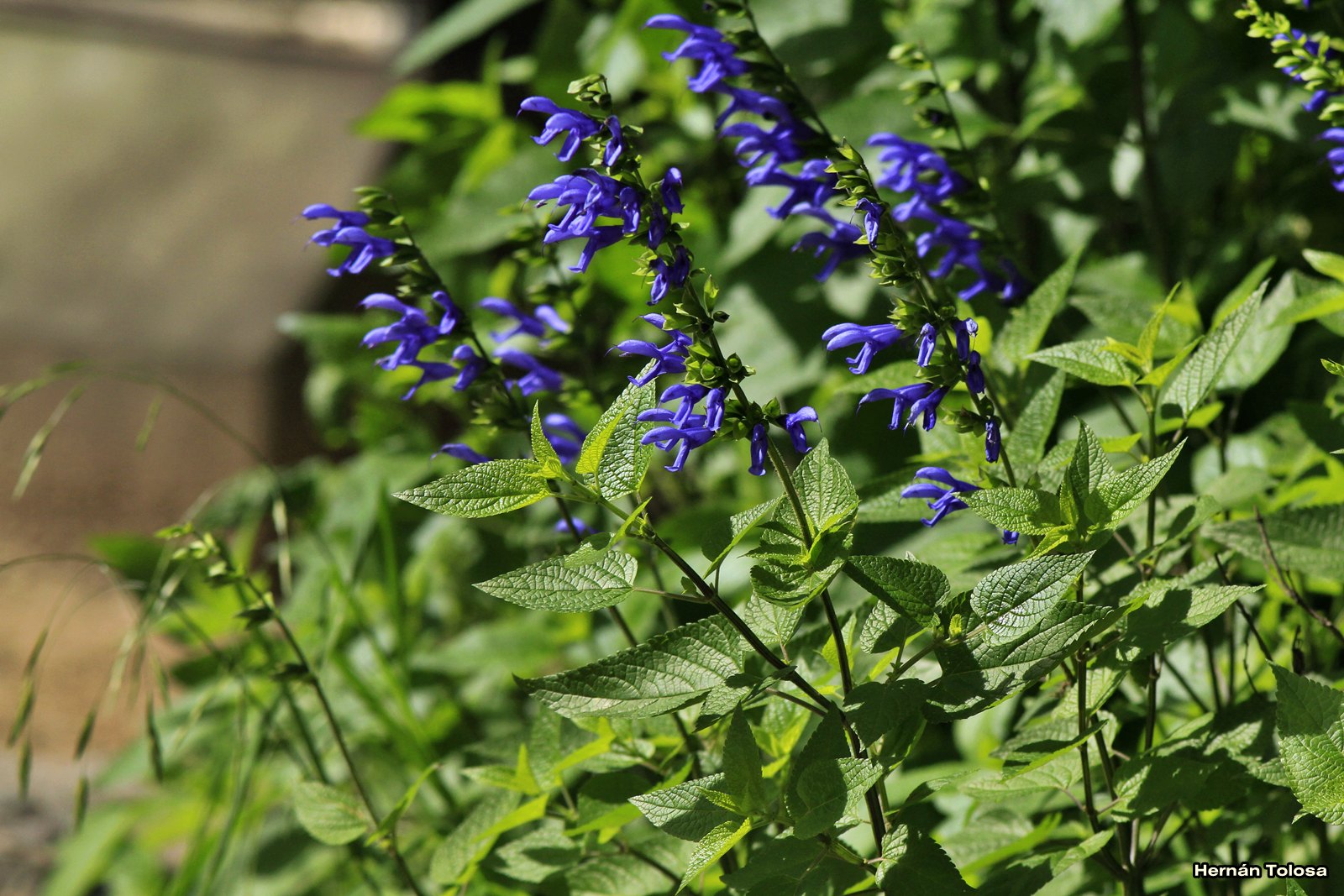 Entretien de la plante Salvia guaranitica ou Salvia azul - Il Giardino