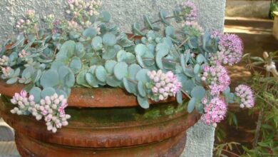 Photo of Entretien de la plante Sedum sieboldii, Sedo del Japón ou Pilarica