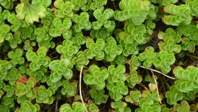 Photo of Entretien de la plante Sedum spurium ou Sedo bastardo