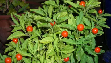 Photo of Entretien de la plante Solanum pseudocapsicum ou tomate naine