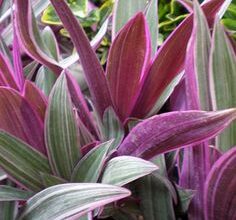 Photo of Entretien de la plante Tradescantia spathacea, Rhoeo discolor ou Reo