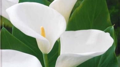 Photo of Entretien de la plante Zantedeschia elliottiana ou Alcatraz jaune