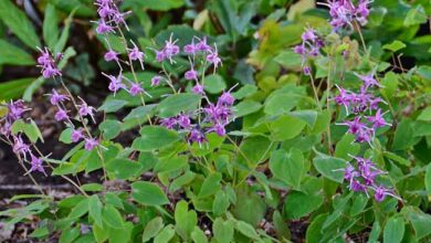 Photo of Epimedium grandiflorum Fiore dell’Elfo, Epimedron