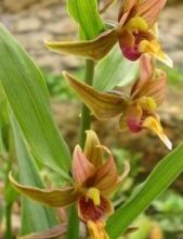 Photo of Epipactis gigante, Epipactis gigante, Epipactis gigante, Epipactis gigante, Epipactis della California