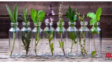 Photo of Erbe che mettono radici in acqua – Come far crescere le erbe in acqua