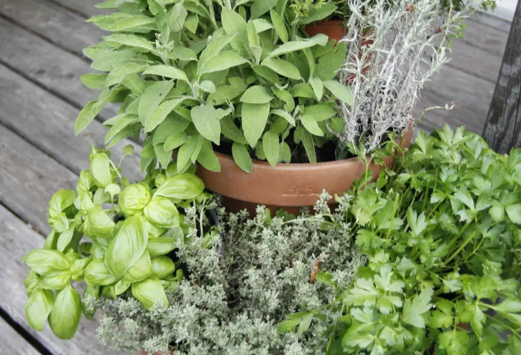 Erbe che tollerano l'ombra per il vostro giardino di erbe aromatiche Il Giardino Commestible Erbe che tollerano l'ombra per il vostro giardino di erbe aromatiche Il Giardino Commestible