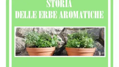 Photo of Erbe per piatti di ispirazione spagnola: come far crescere un giardino di erbe aromatiche spagnolo
