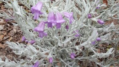 Photo of Eremophila nivea Eremophila silice