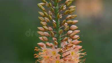 Photo of Eremurus giglio coda di volpe, giglio della steppa