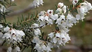 Photo of Erica bianca, erica arborea