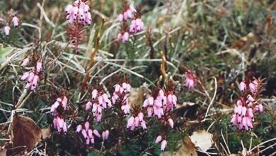 Photo of Erica persoluta, una pianta con fiori a forma di campana