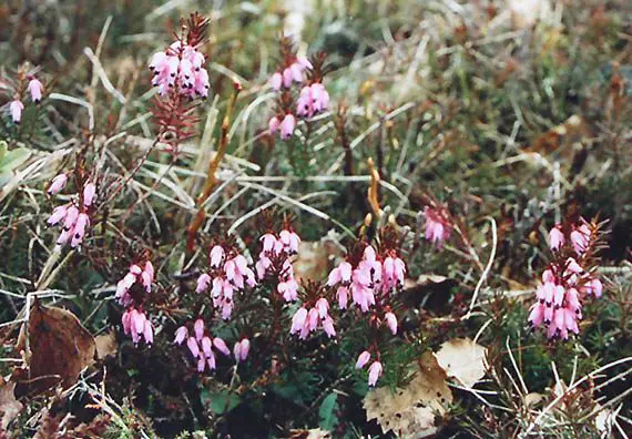 Erica persoluta, una pianta con fiori a forma di campana ...