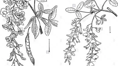 Photo of Erinacea anthyllis, arbusto a cuscino con rami spinosi
