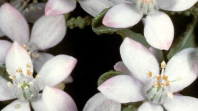 Photo of Eriostemon myoporoides Eriostème, Libreria di immagini