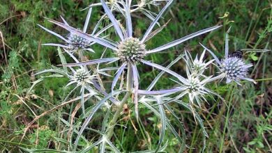 Photo of Eryngium planum, bel fiore con foglie spinose