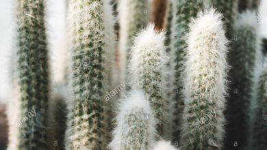 Photo of Espostoa lanata, cittadino peruviano anziano