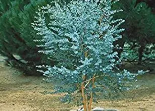 Photo of Eucalipto gunnii Albero della gomma da sidro, albero della gomma di Gunn