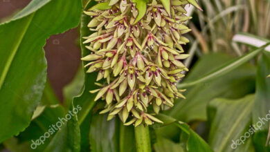 Photo of Eucomis bicolore Fiore di ananas