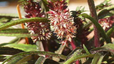 Photo of Eucomis vandermerwei Foglia nana eucomis