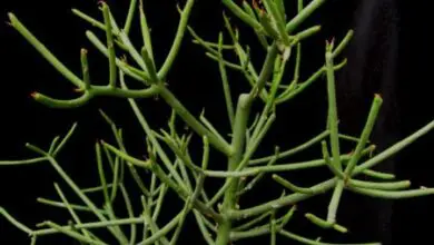 Photo of Euforbia tirucalli, un arbusto succulento di particolare forma
