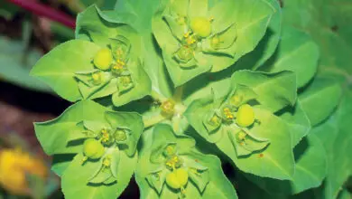 Photo of Euphorbiaceae