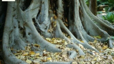 Photo of Fabbricante di sapone cinese, Albero della pioggia d’oro, Koelreutera