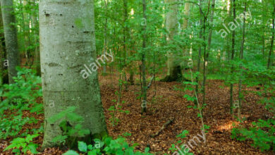 Photo of Faggio silvestre europeo Fagus sylvatica, Fayard