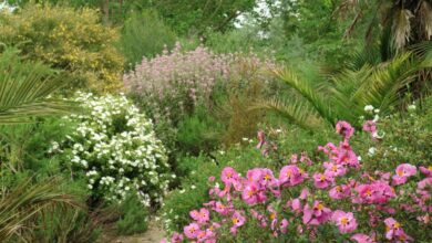 Photo of Fall Gardening: come pianificare e avviare un giardino d’autunno al momento giusto