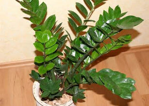 Photo of Falsa Zamia, Planta ZZ