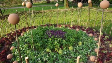 Photo of Febbraio Consigli e attività di giardinaggio per regione e area di coltivazione