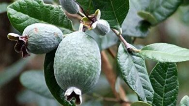 Photo of Feijoa sellowiana, un arbusto ornamentale i cui frutti hanno un sapore acidulo.