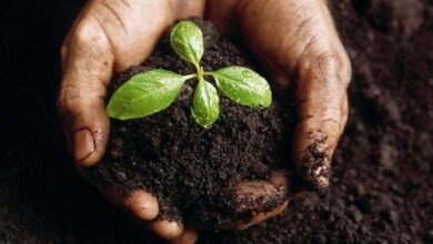 Photo of Fertilizzanti a base di farina per l’alimentazione delle piante