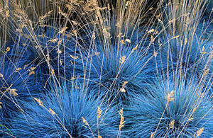 Photo of Festuca glauca Festuca blu, Festuca glauca