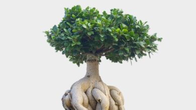 Photo of Ficus Ginseng, Ficus bonsai