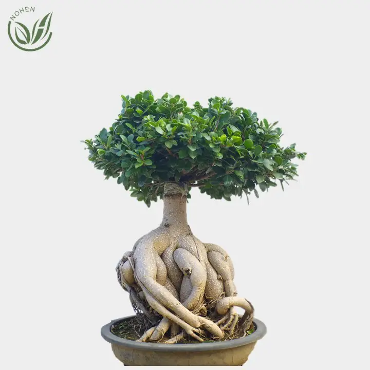 Ficus Ginseng Significato Bonsai Ficus Ginseng, beautiful, capricious