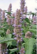 Photo of Finocchio agastache, issopo grande, issopo all’anice