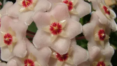 Photo of Fiore di cera, fiore di porcellana