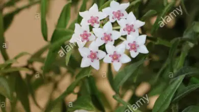 Photo of Fiore di cera in miniatura, fiore di porcellana